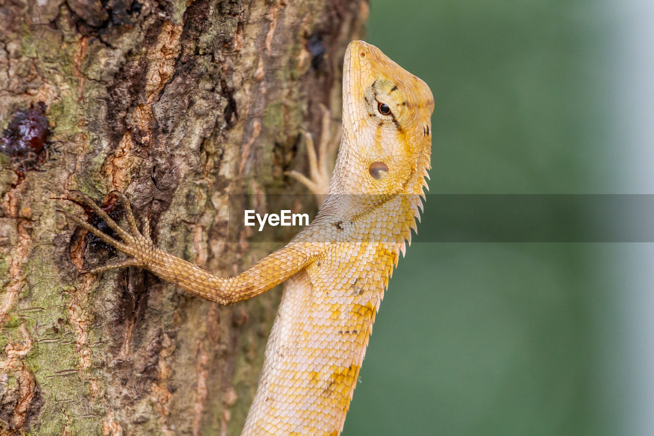 Close-up of lizard on tree trunk