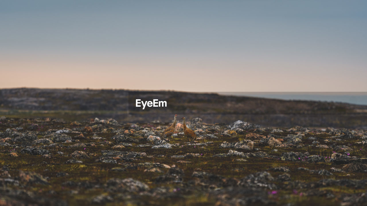 Birds on landscape against clear sky during sunset