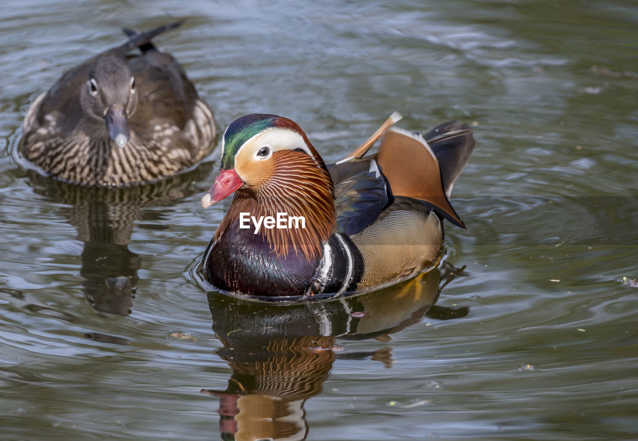 Ducks in lake