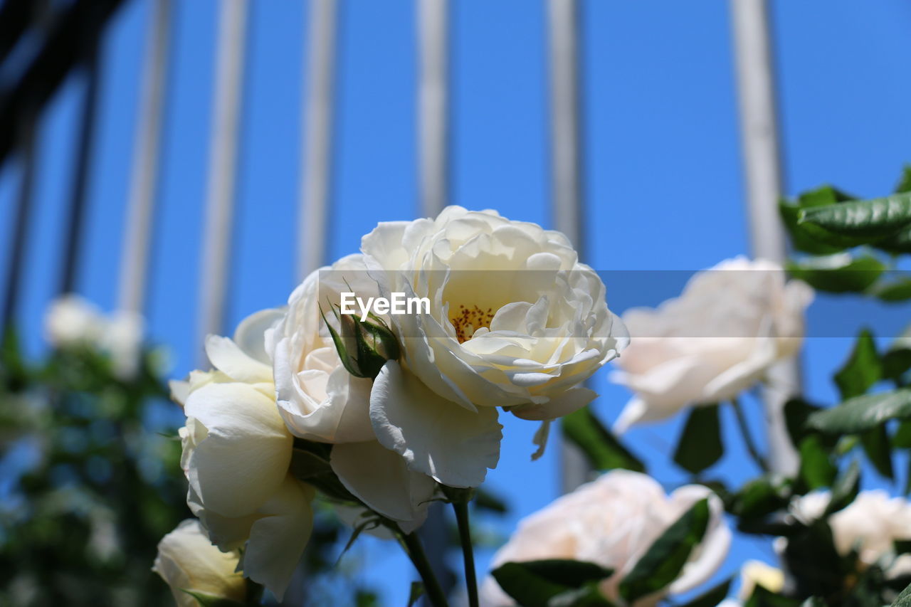 Low angle view of white roses blooming on sunny day