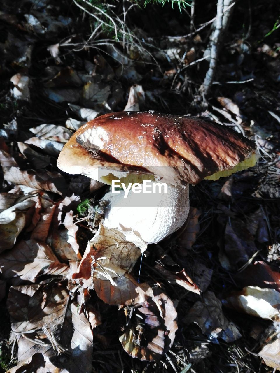 HIGH ANGLE VIEW OF MUSHROOMS GROWING ON TREE