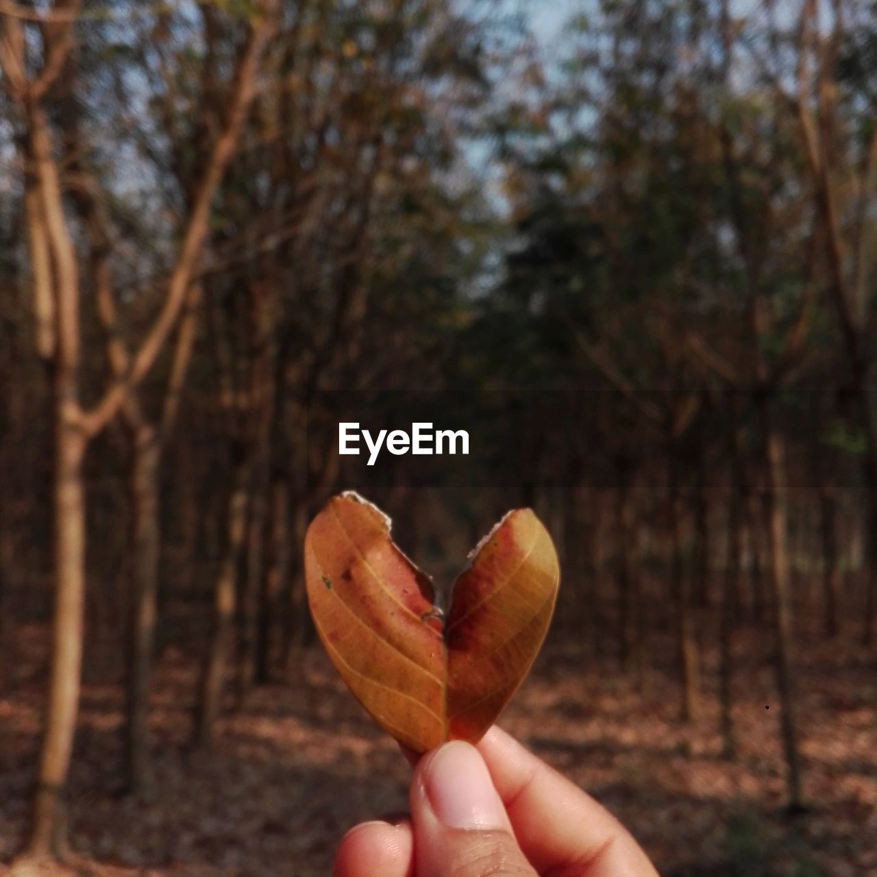 hand, tree, holding, one person, leaf, plant, nature, focus on foreground, autumn, food, forest, personal perspective, heart shape, day, food and drink, finger, land, close-up, outdoors, flower, leisure activity, lifestyles, sunlight, freshness, morning, woodland