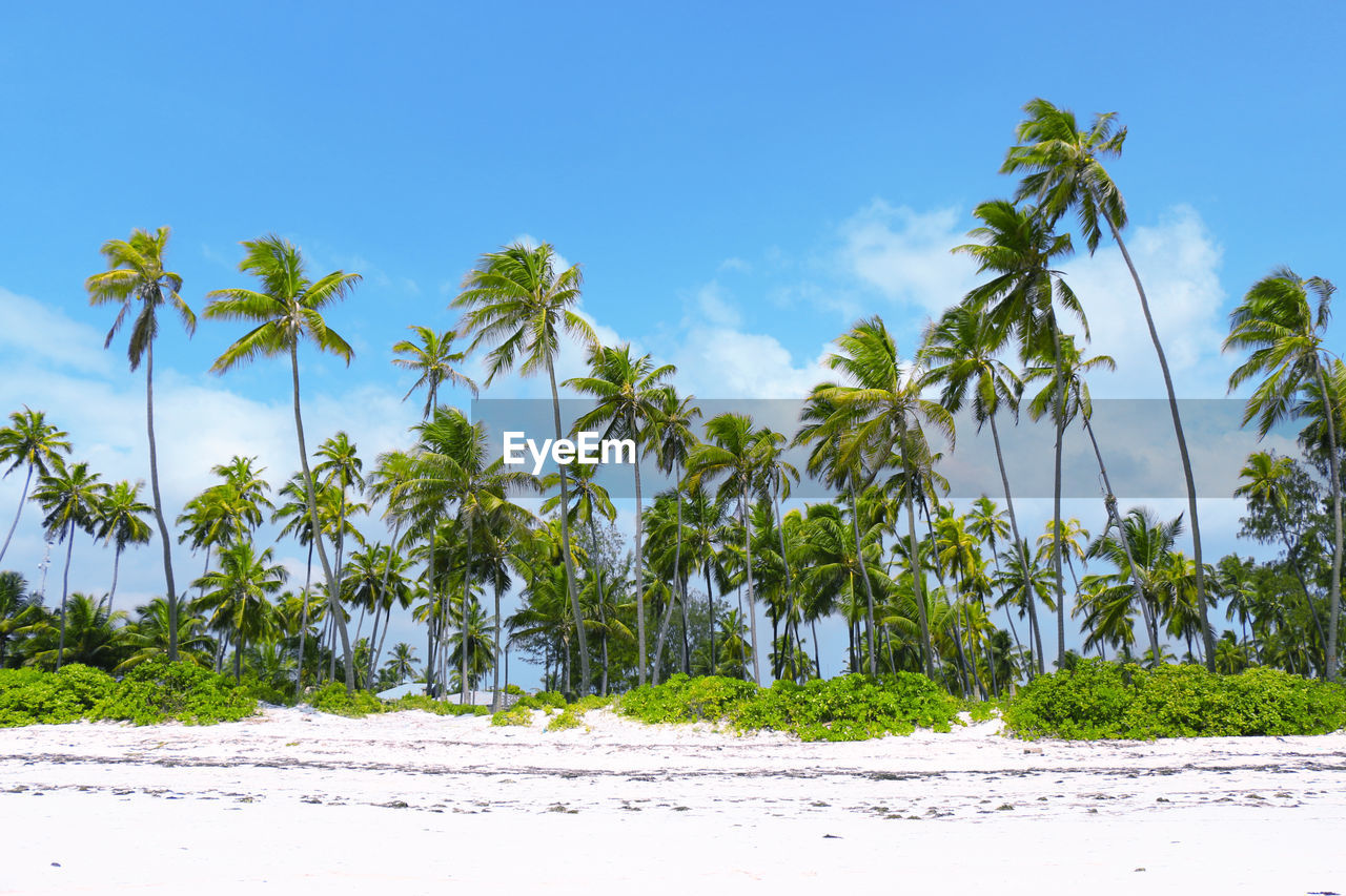 Tropical palm trees on a white sandy beach against blue sky