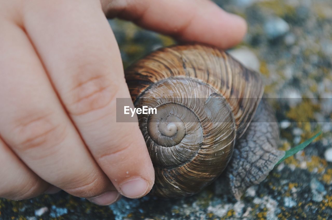 Close-up of human hand holding snail