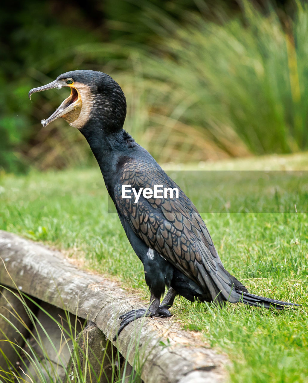 Close-up of cormorant perching outdoors