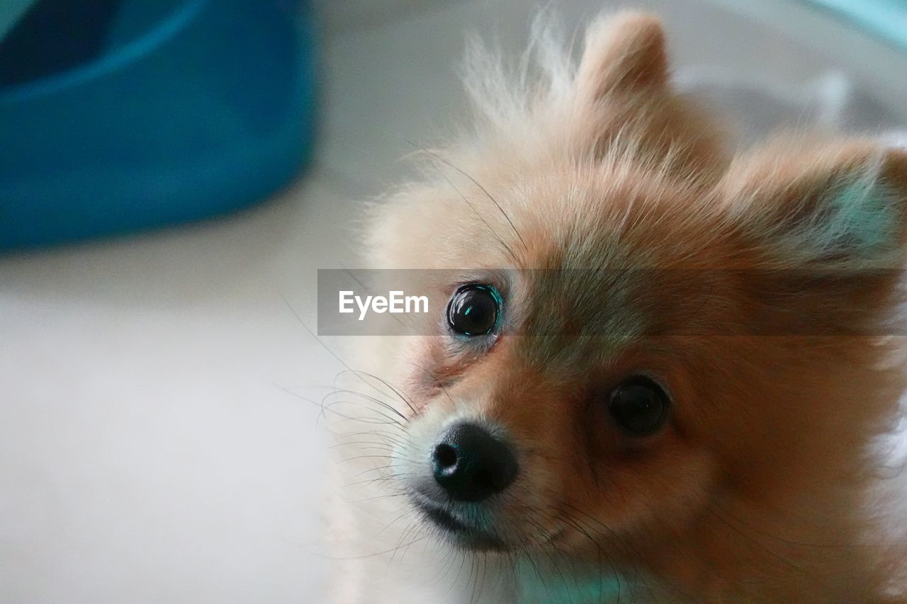 PORTRAIT OF A DOG AT HOME