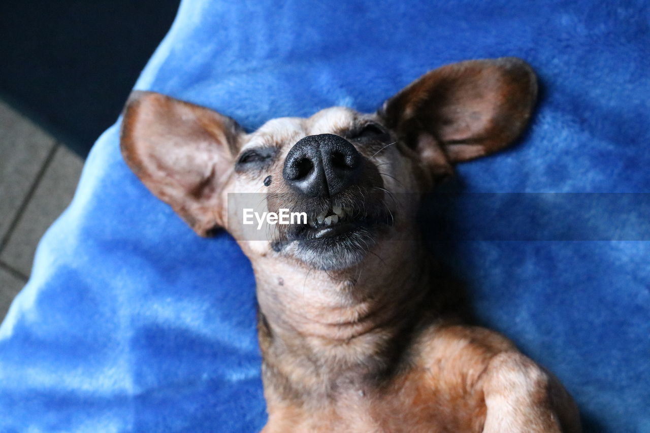 Directly above portrait of dog lying on bed