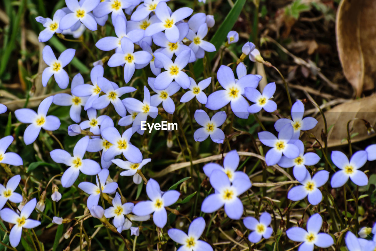 CLOSE-UP OF FLOWERS BLOOMING ON PLANT