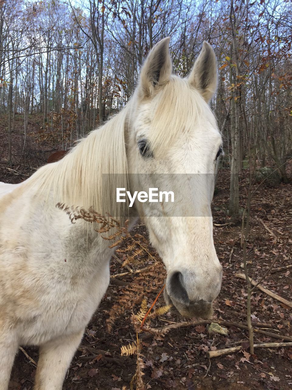 HORSE IN A FIELD