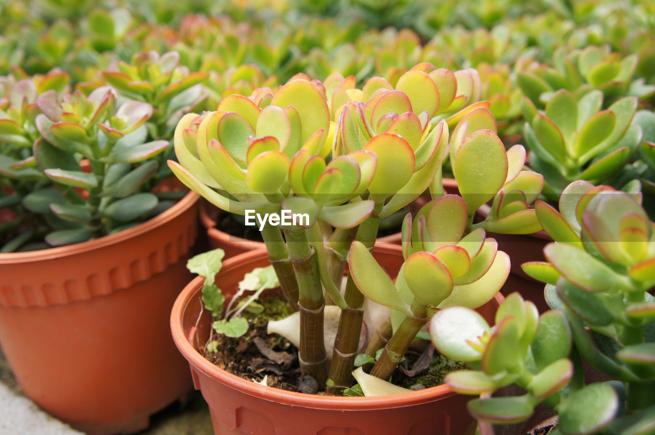 CLOSE-UP OF SUCCULENT PLANT