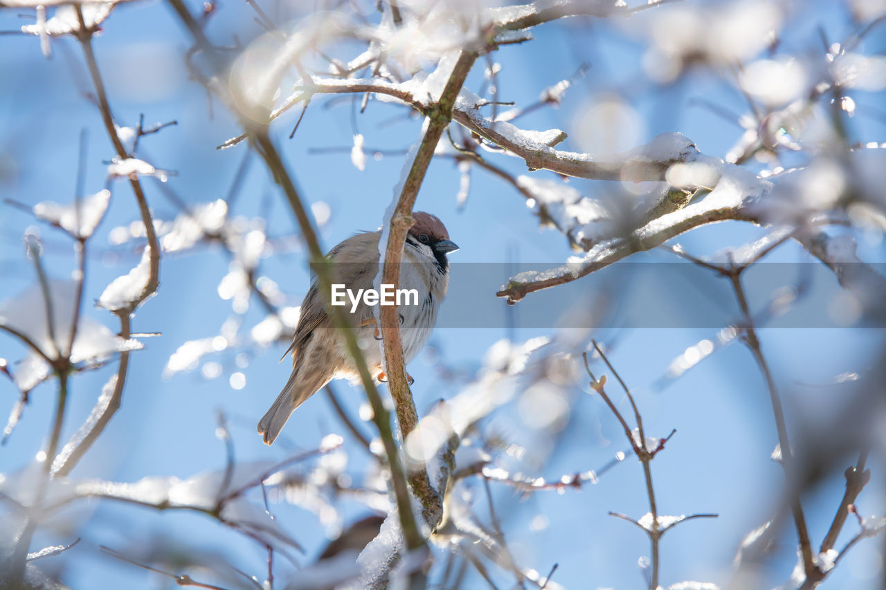 winter, branch, twig, animal, tree, animal wildlife, animal themes, bird, wildlife, plant, nature, spring, snow, flower, no people, frost, beauty in nature, one animal, blossom, perching, outdoors, freezing, low angle view, leaf, sky, cold temperature, selective focus, day