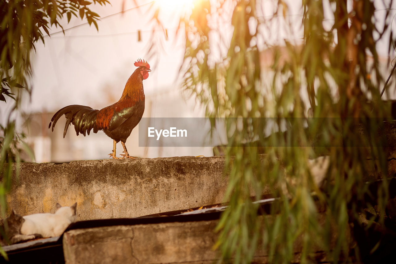 Rooster on retaining wall