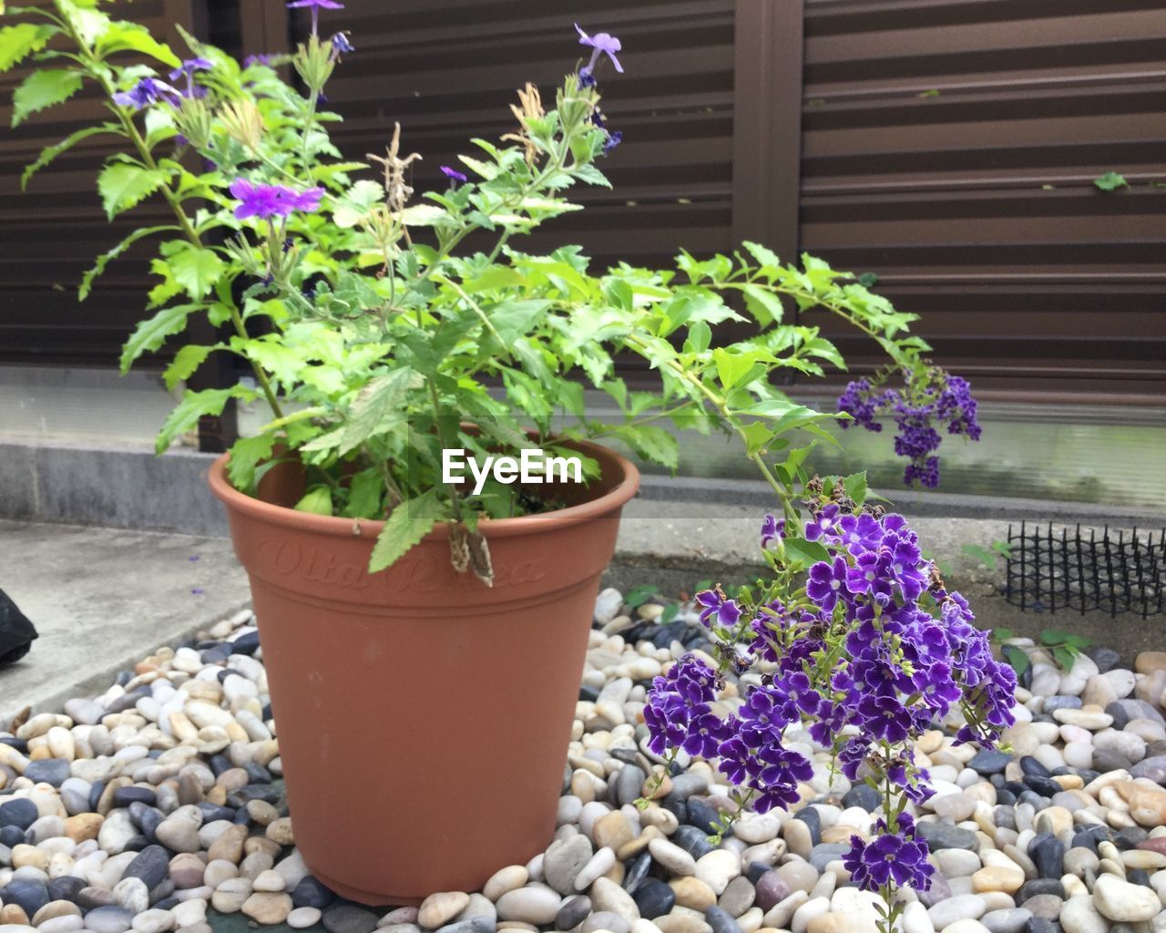 POTTED PLANT IN GARDEN