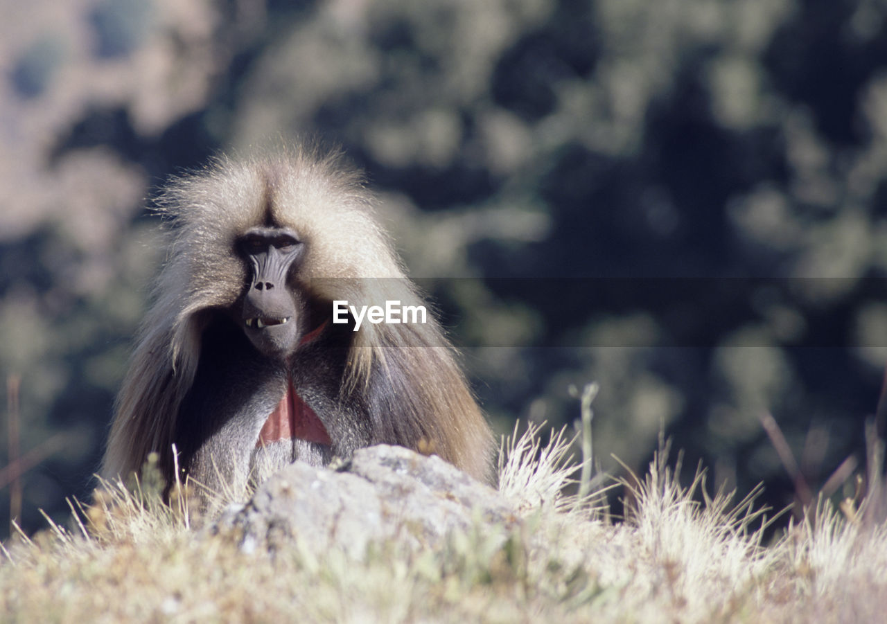 Close-up of baboon on grass