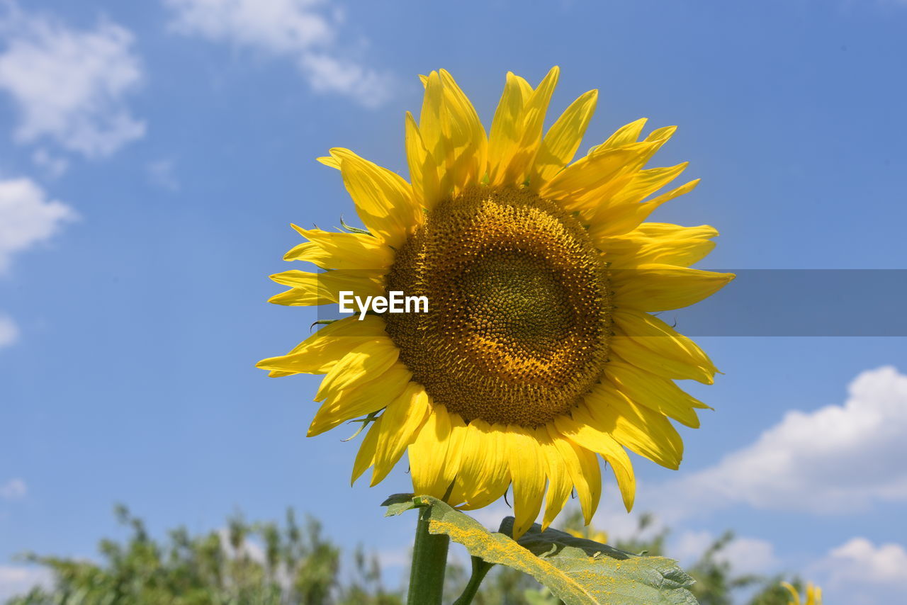 Low angle view of sunflower against sky