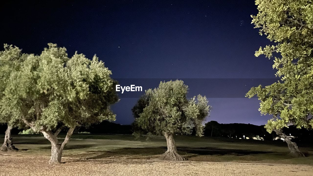 TREES GROWING ON FIELD AGAINST SKY