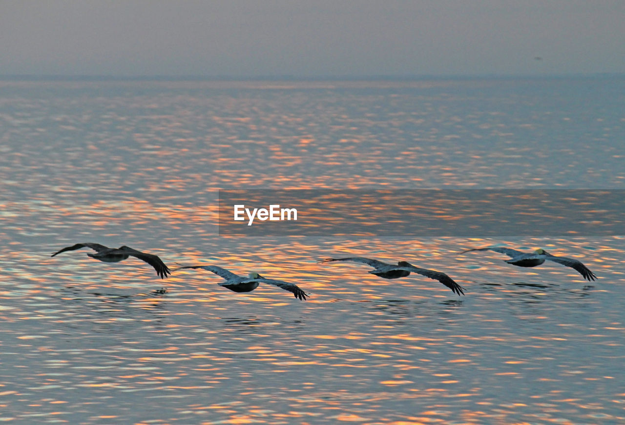 FLOCK OF BIRDS FLYING OVER SEA DURING SUNSET