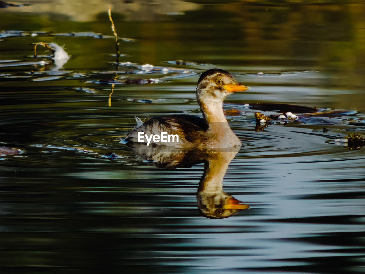 CLOSE-UP OF DUCKS SWIMMING ON LAKE