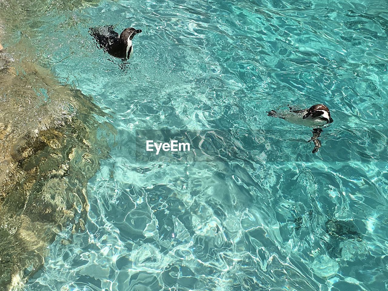 Penguins in pool