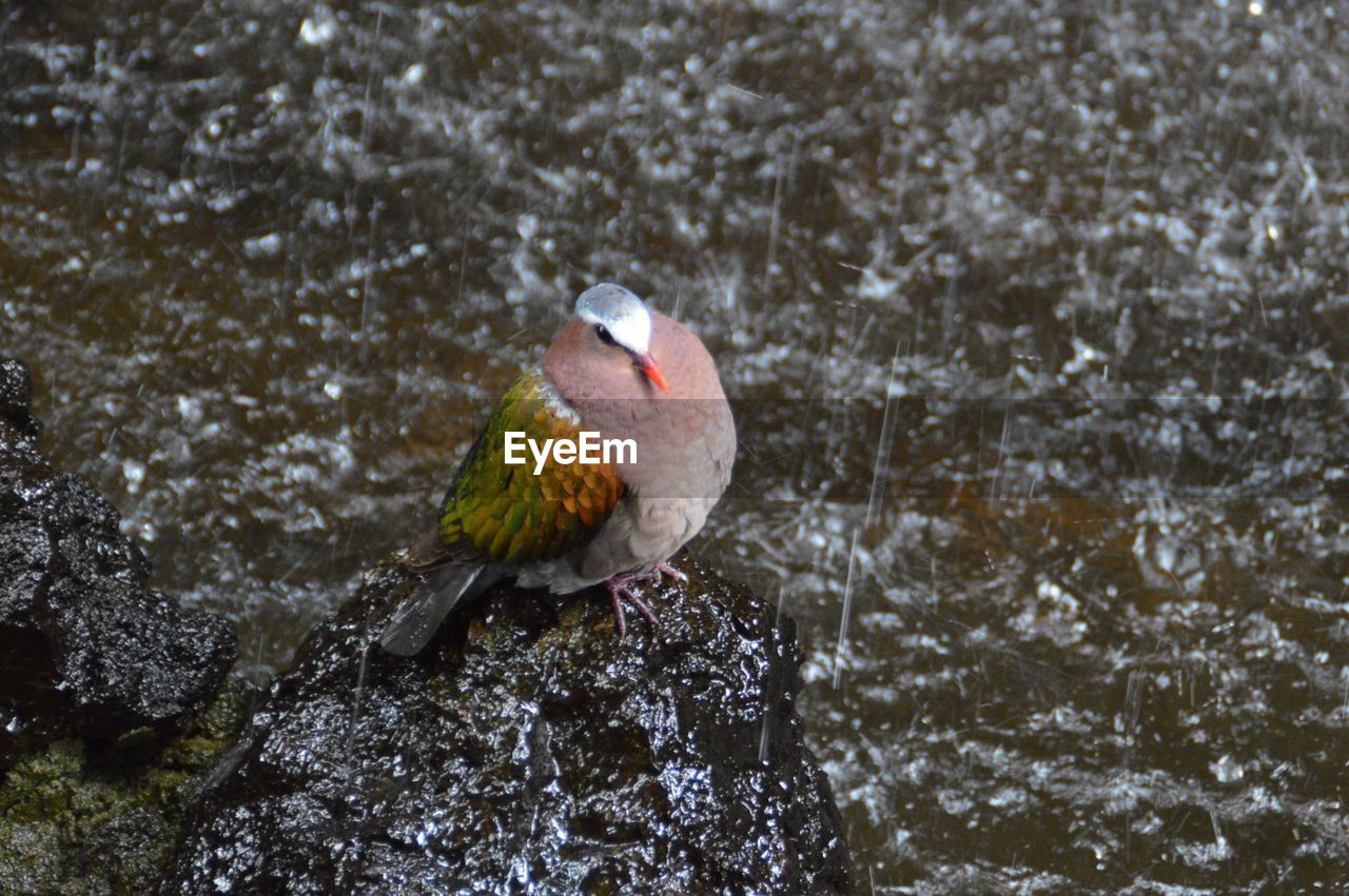 BIRD PERCHING ON ROCK AGAINST WATERFALL