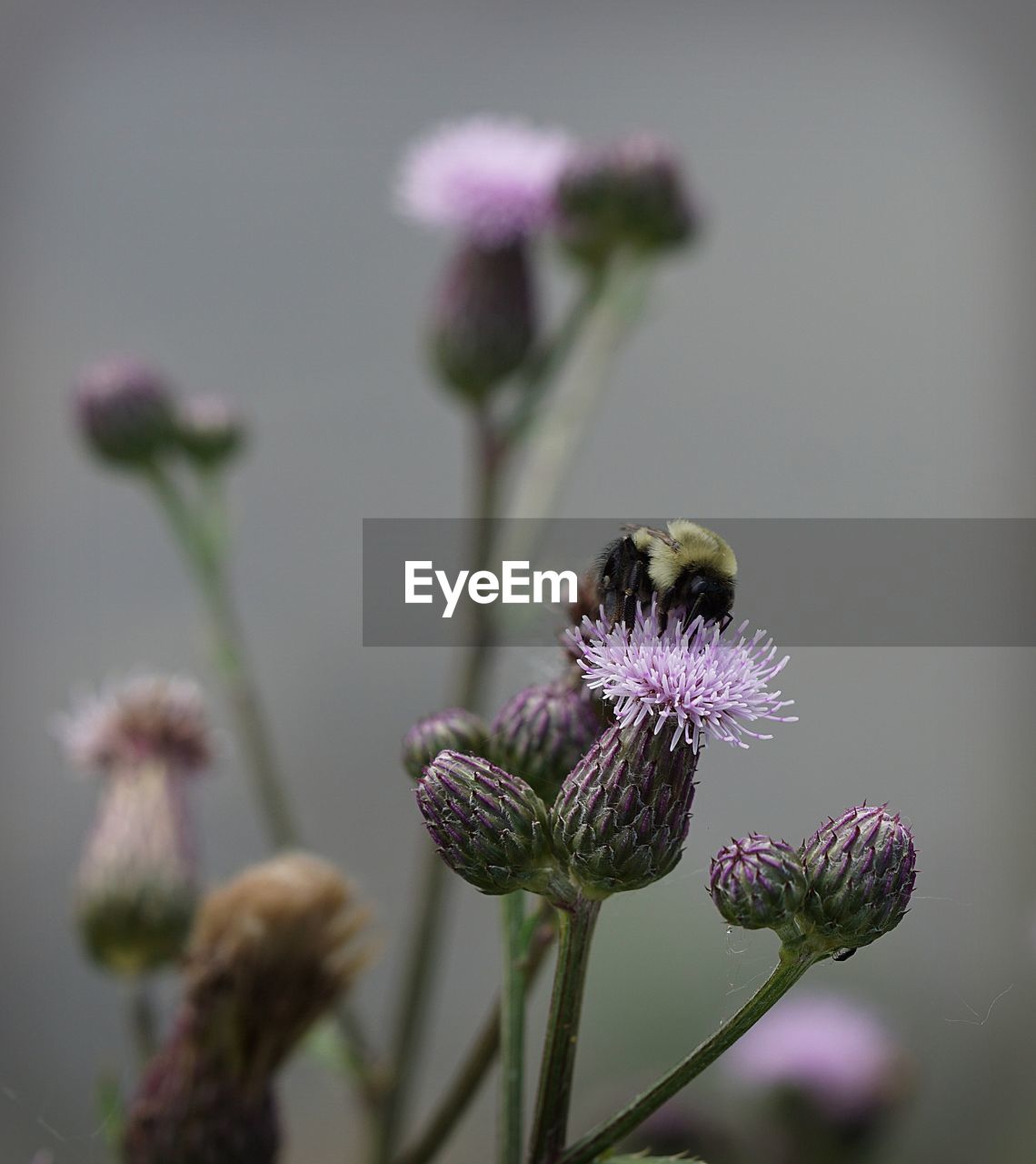 CLOSE-UP OF HONEY BEE POLLINATING FLOWER