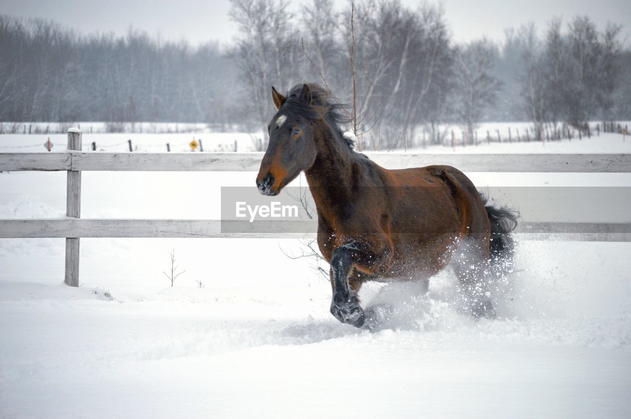 Horse running on snow covered field
