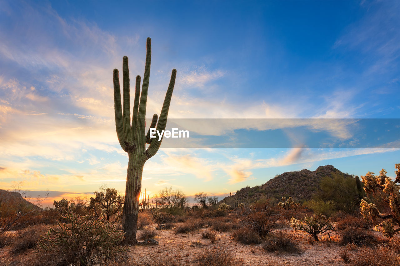 Scenic desert landscape with saguaro cactus at sunset in phoenix, arizona.