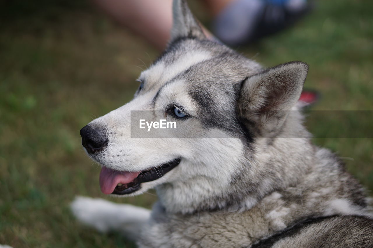 CLOSE-UP OF DOG LOOKING AWAY WHILE STANDING ON FIELD