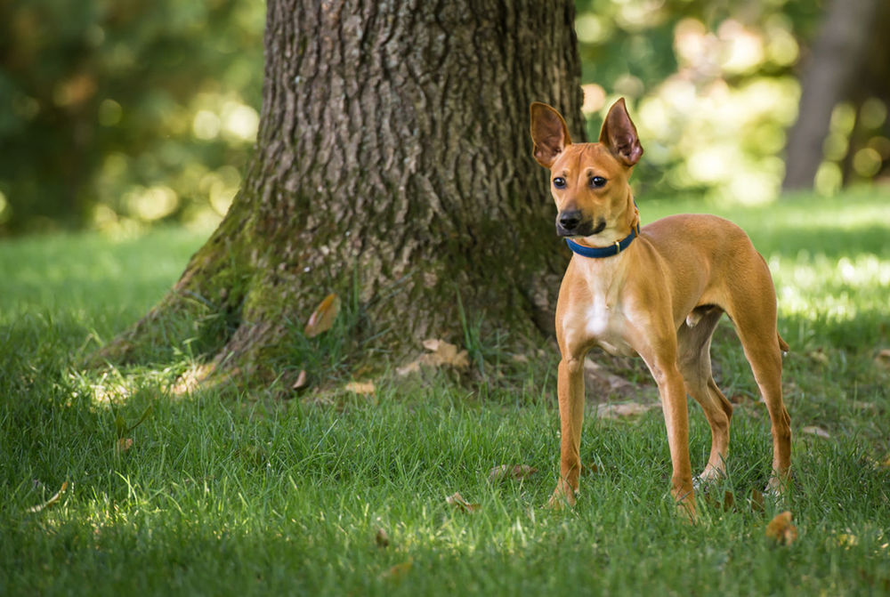 Brown dog standing on field