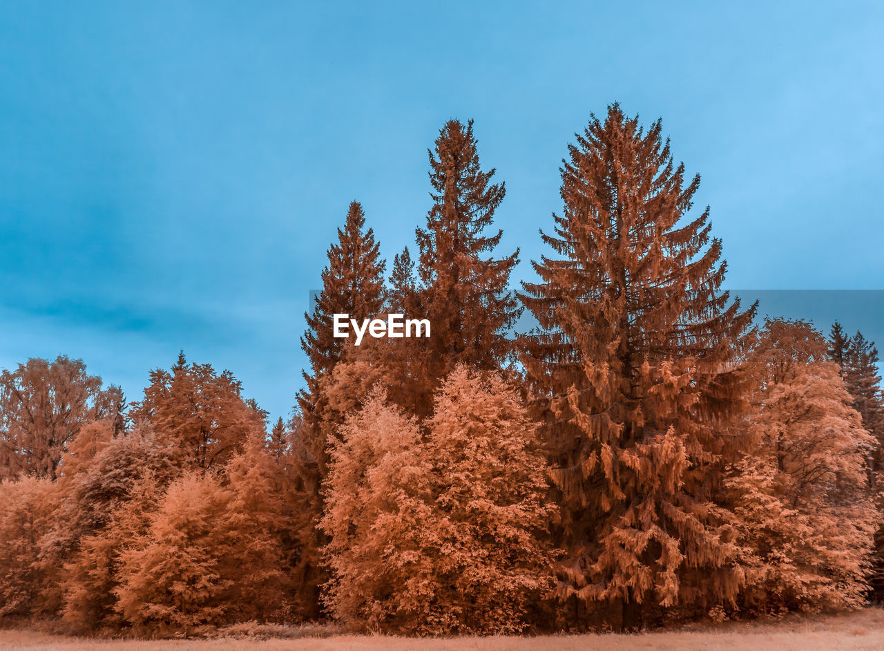 LOW ANGLE VIEW OF PINE TREES DURING AUTUMN
