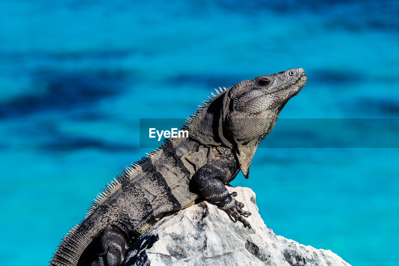 Marine iguana on rock against sea