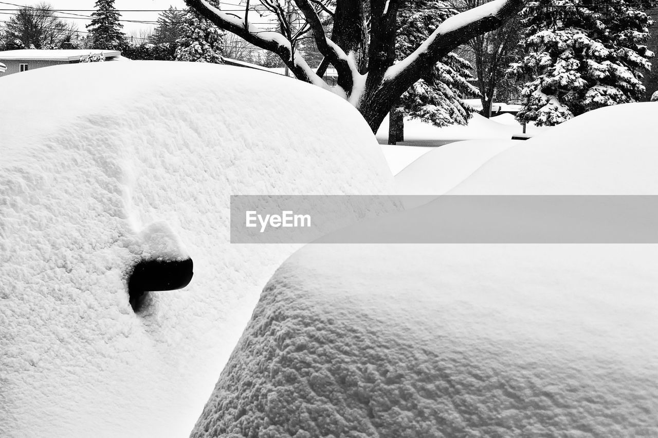 SNOW COVERED FIELD BY TREES
