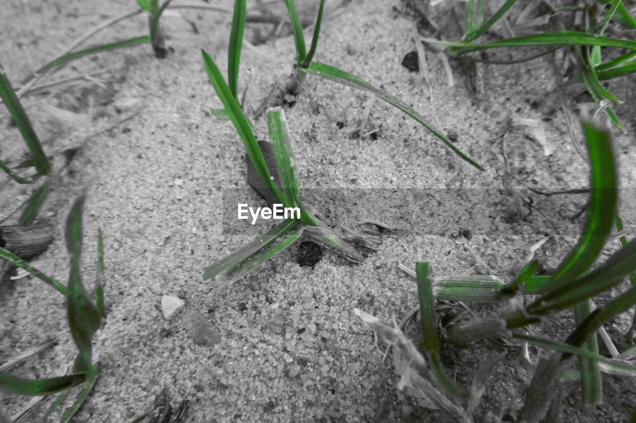 HIGH ANGLE VIEW OF PLANT ON LAND