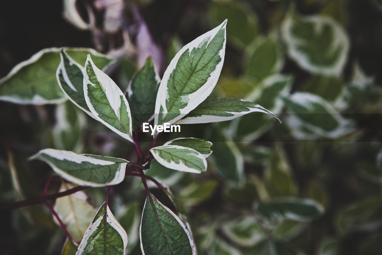 Green leaves with white markings