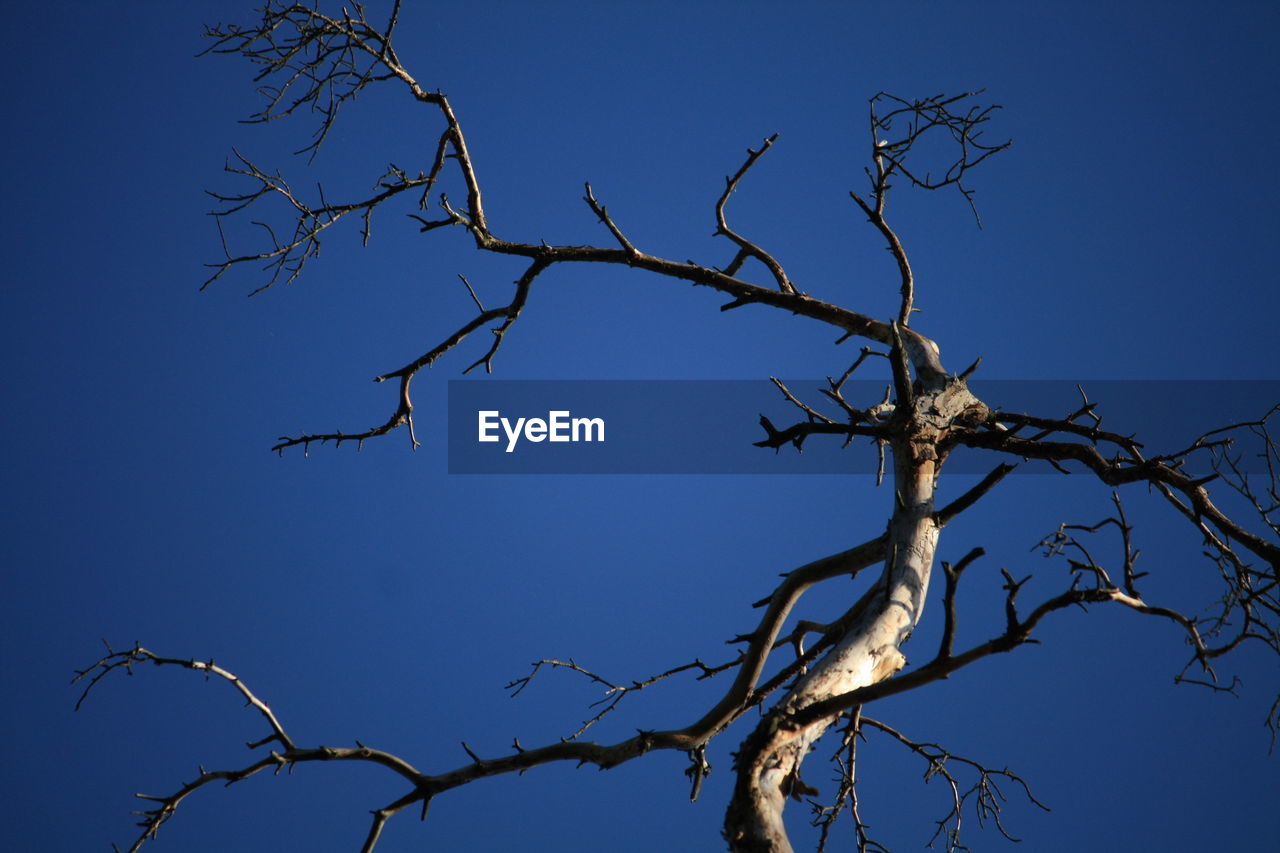 LOW ANGLE VIEW OF BARE TREES AGAINST CLEAR BLUE SKY