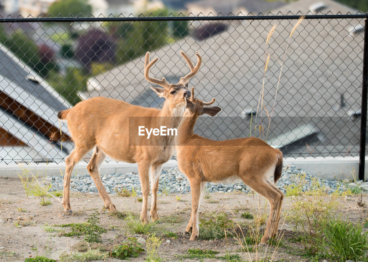 Deer in zoo