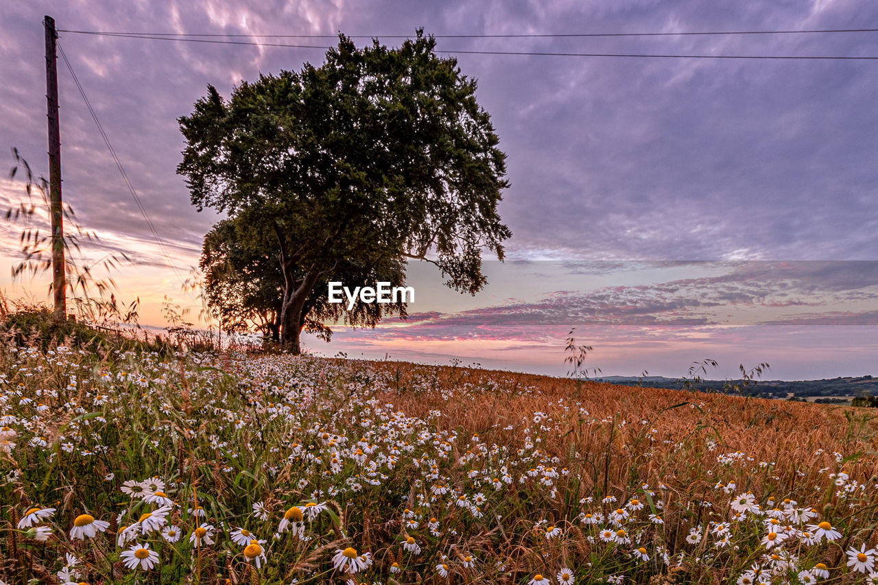 SCENIC VIEW OF TREES ON FIELD AGAINST SKY