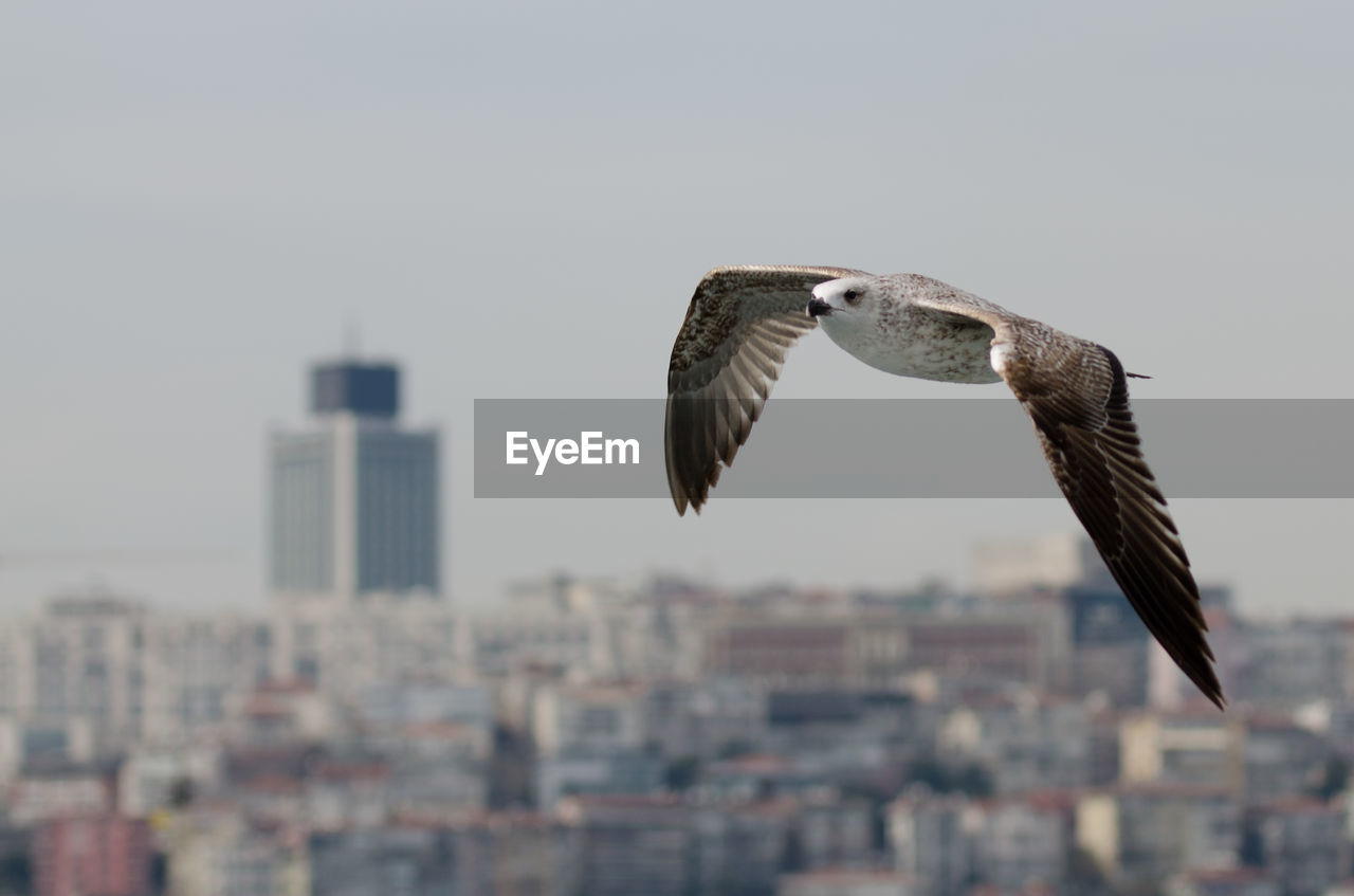 Close-up of a bird flying over blurred cityscape