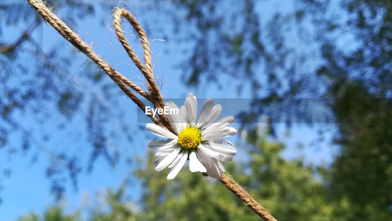 Close-up of white flower