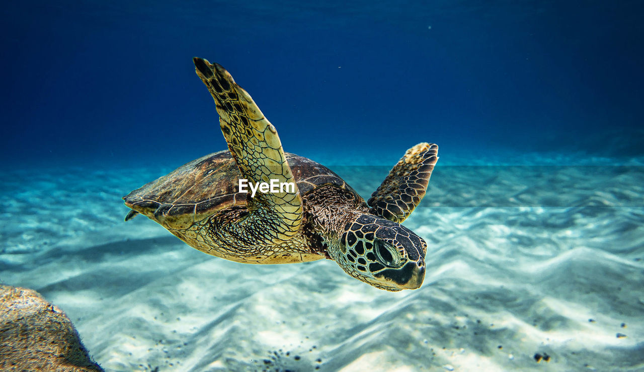 Close-up of turtle swimming in sea