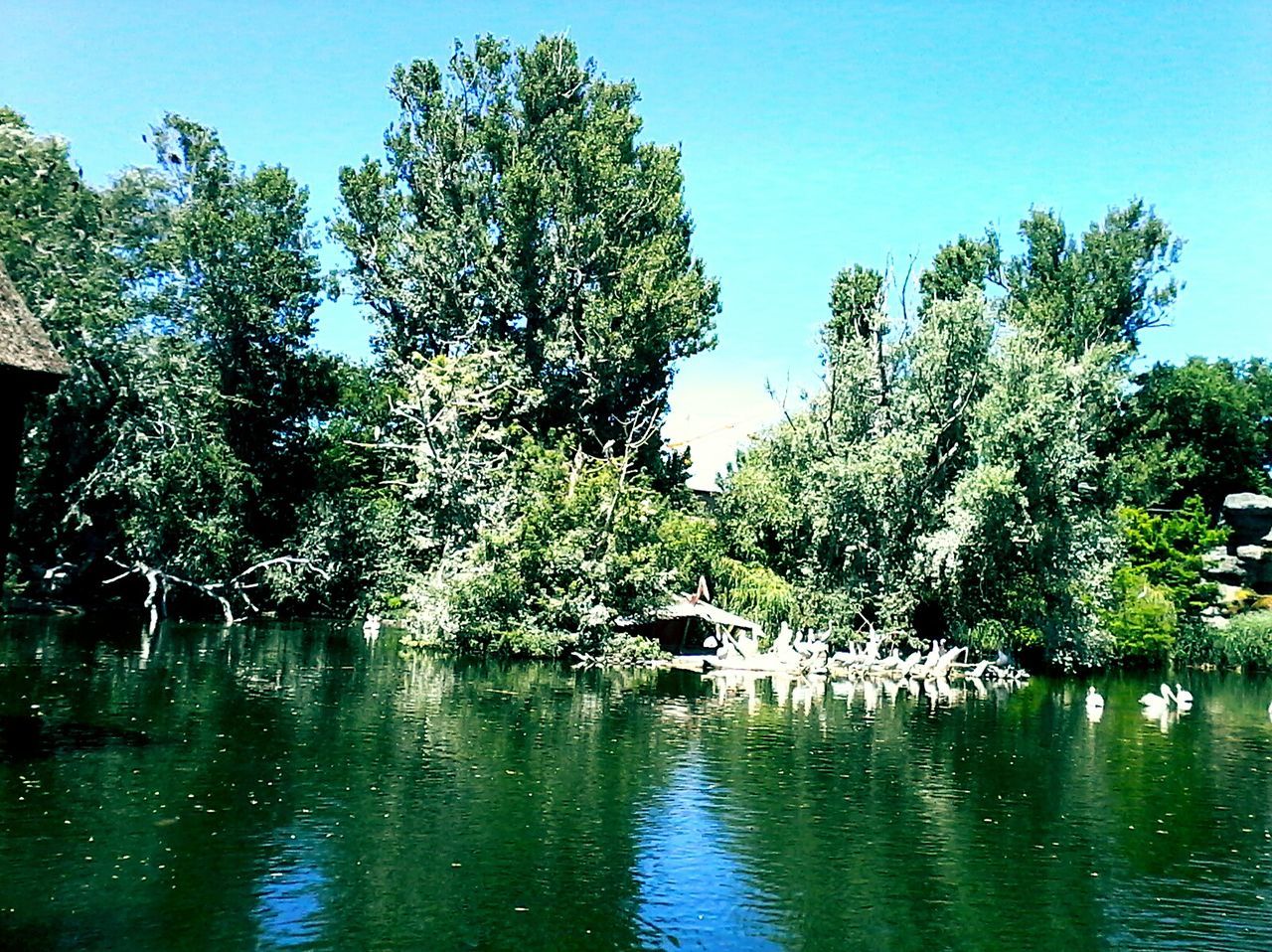 TREE BY LAKE AGAINST SKY