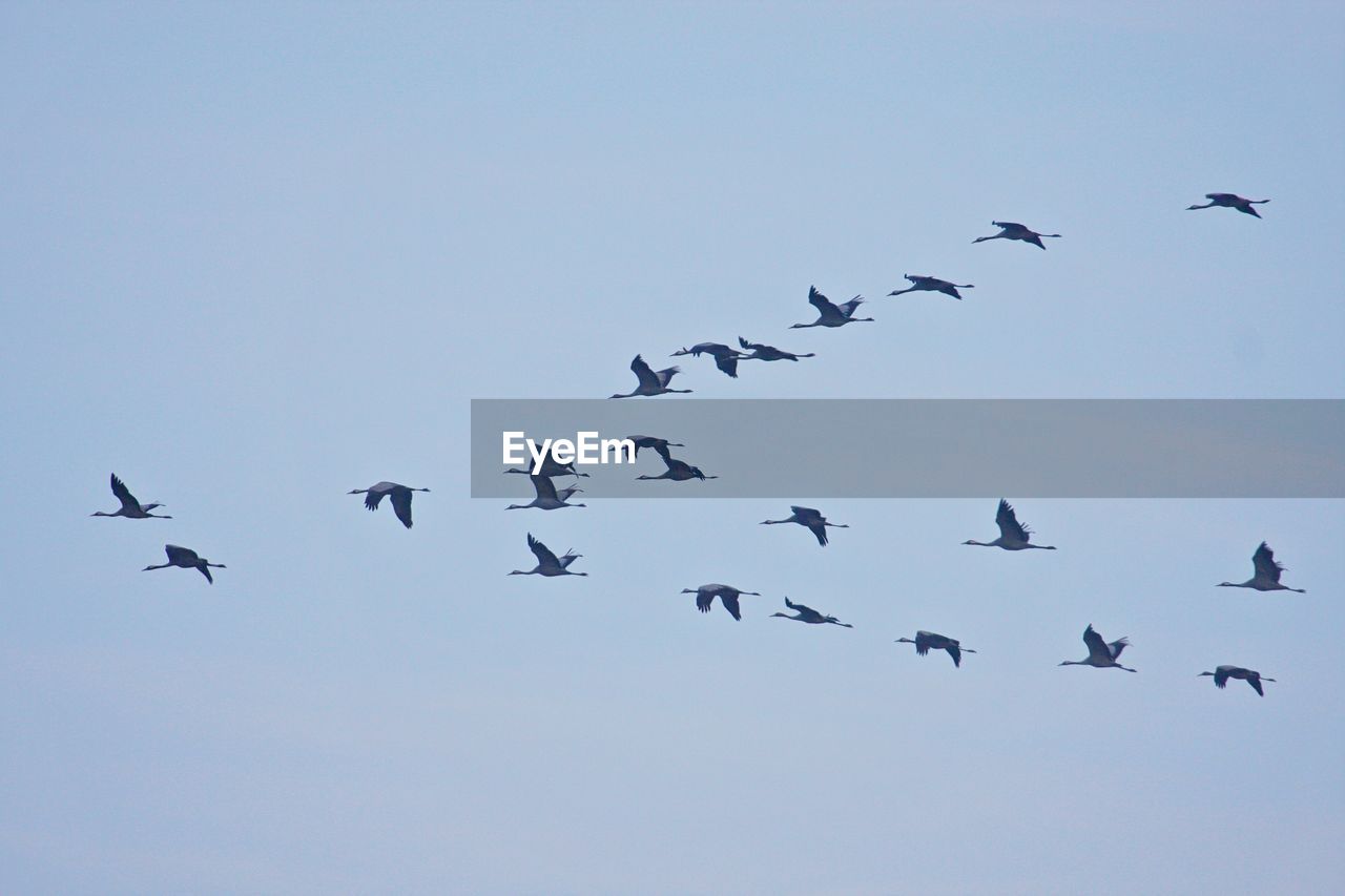 Low angle view of birds flying in sky