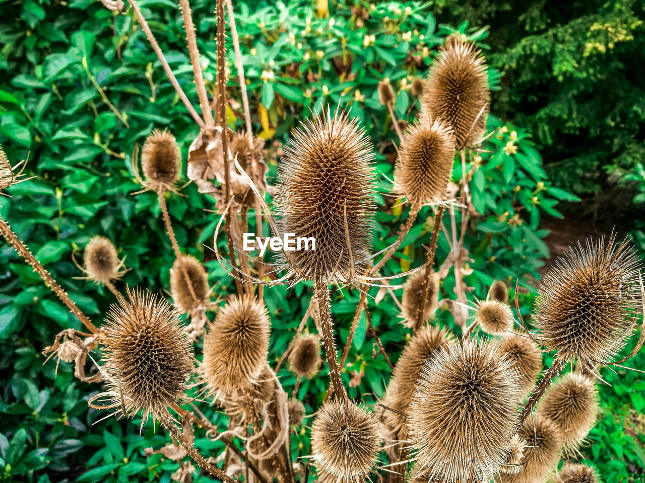 High angle view of flowering plant on field