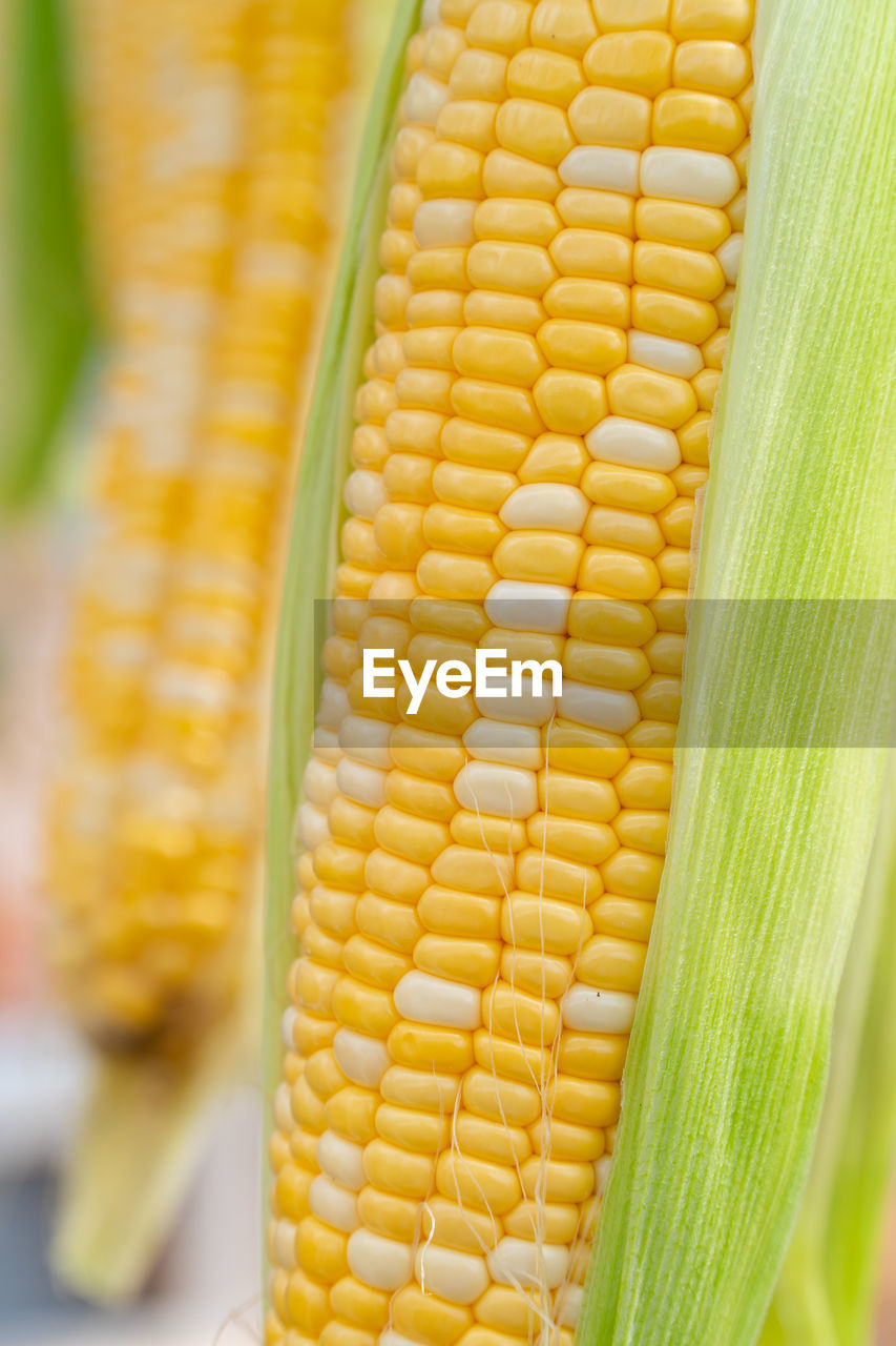 close-up of corn at farm