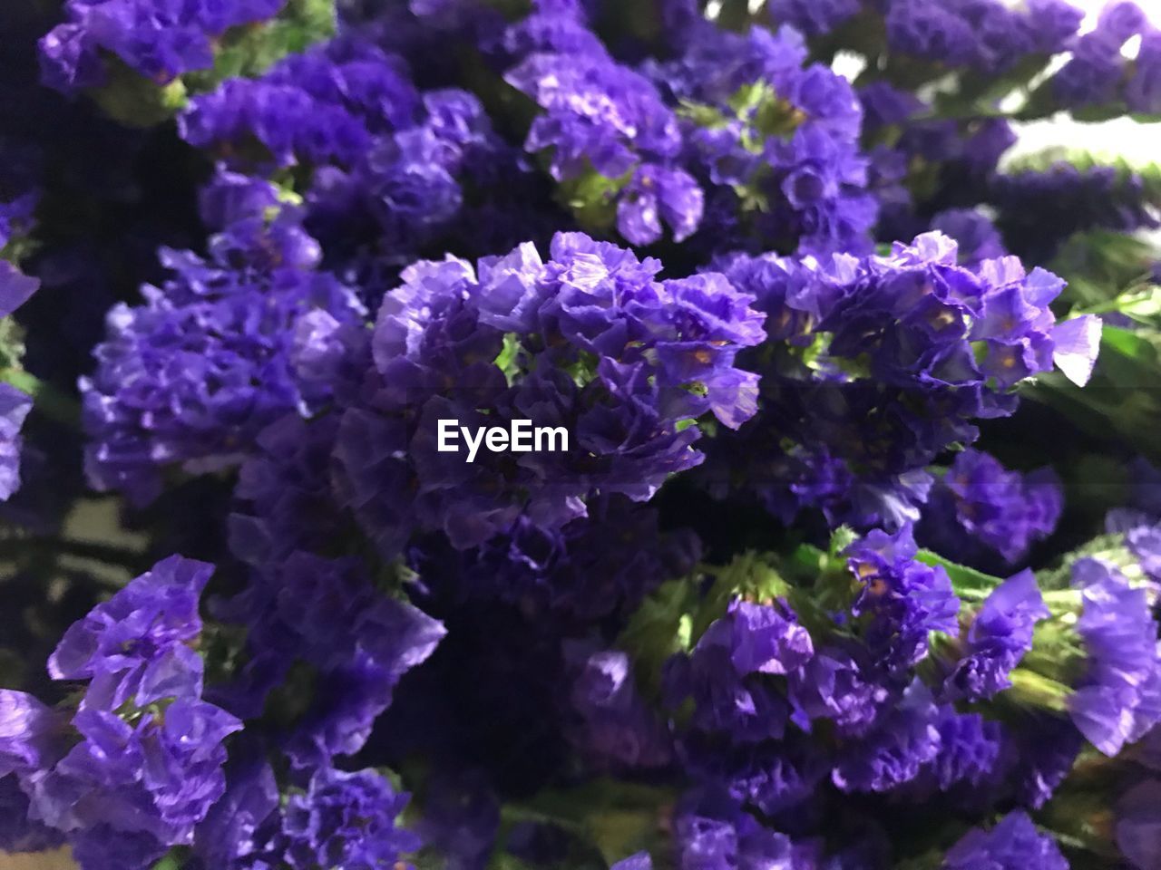 CLOSE-UP OF PURPLE FLOWERS GROWING OUTDOORS