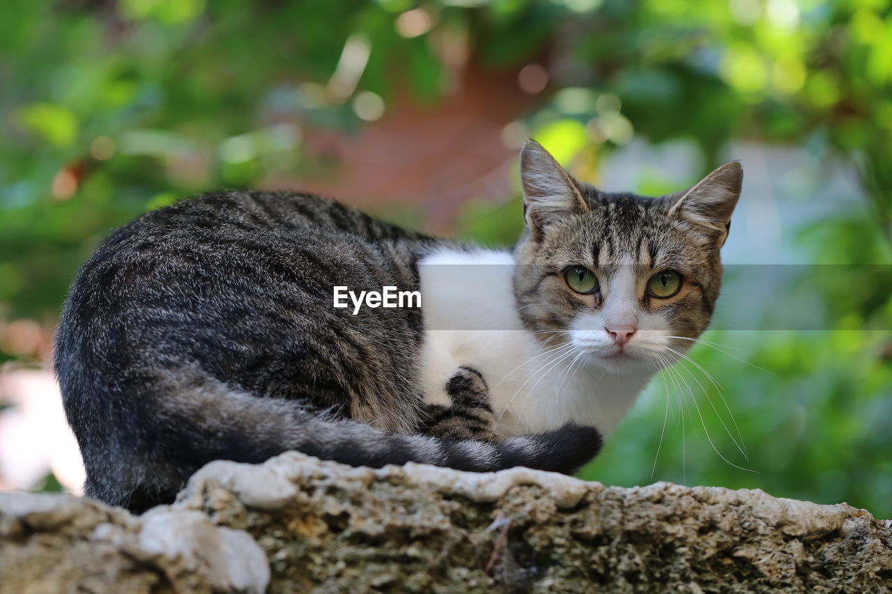 Close-up of cat relaxing on rock