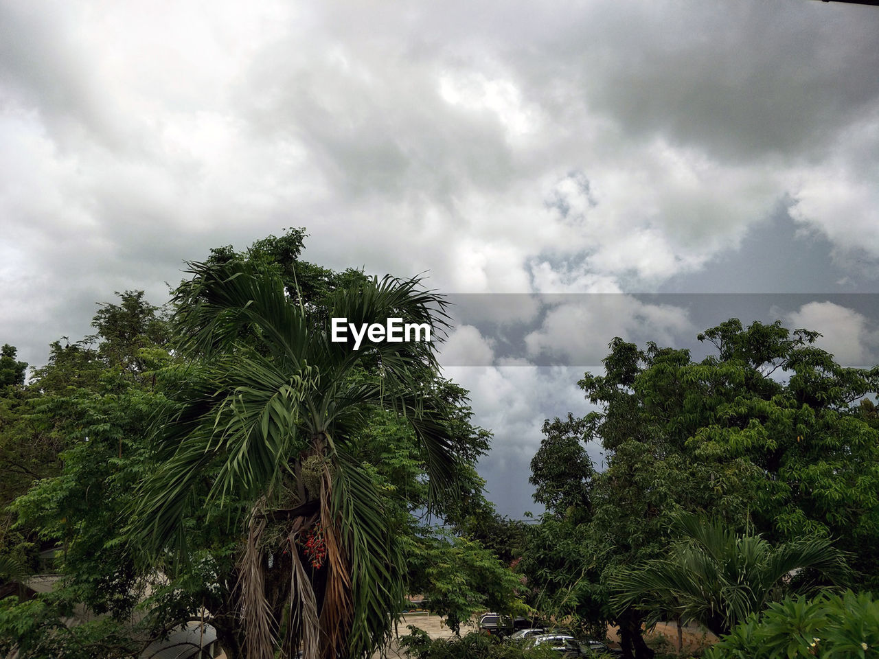 LOW ANGLE VIEW OF PALM TREE AGAINST SKY