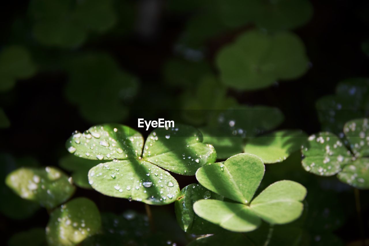 Close-up of water drops on plant