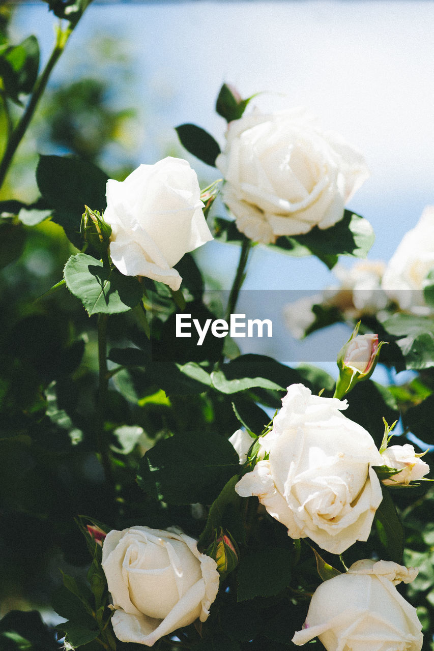 CLOSE-UP OF WHITE ROSE BOUQUET IN VASE