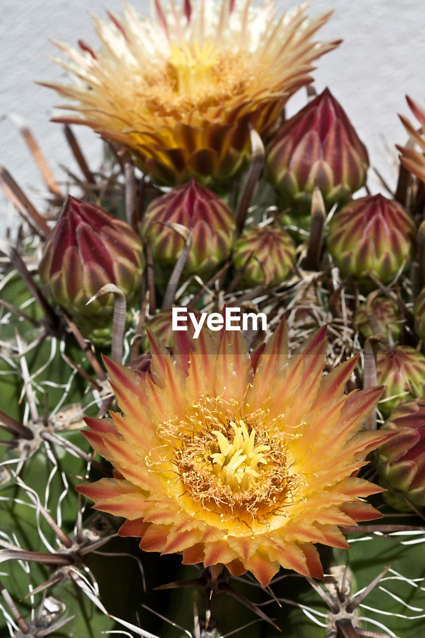 CLOSE-UP OF YELLOW CACTUS FLOWER